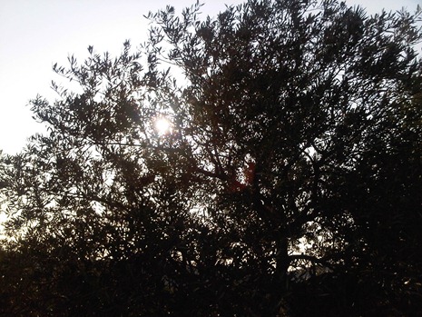 morning in the olive grove 1