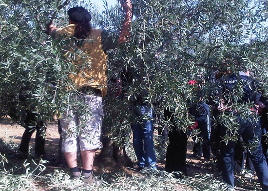 morning in the olive grove 5