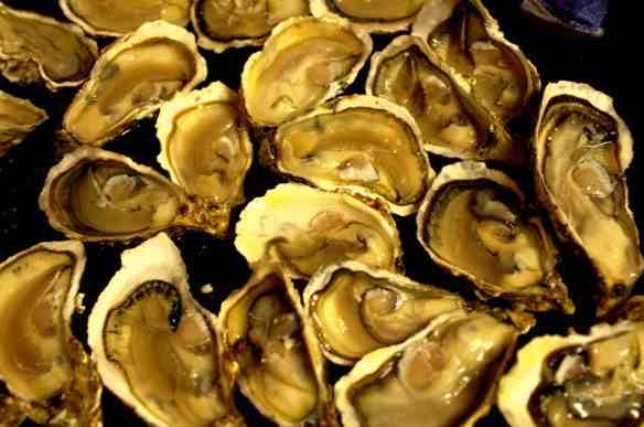 oysters-1