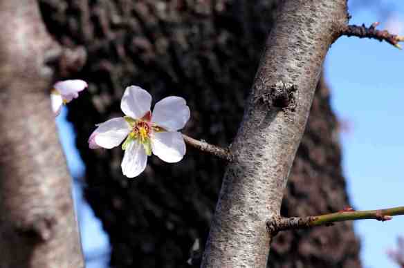 almond blossom1